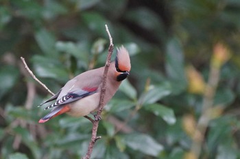 Japanese Waxwing Showa Kinen Park Fri, 3/17/2023