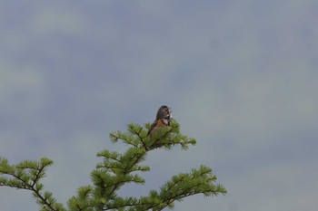 Chestnut-eared Bunting Senjogahara Marshland Sun, 6/24/2012