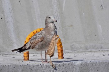 Black-tailed Gull 千葉県 Sat, 3/11/2023