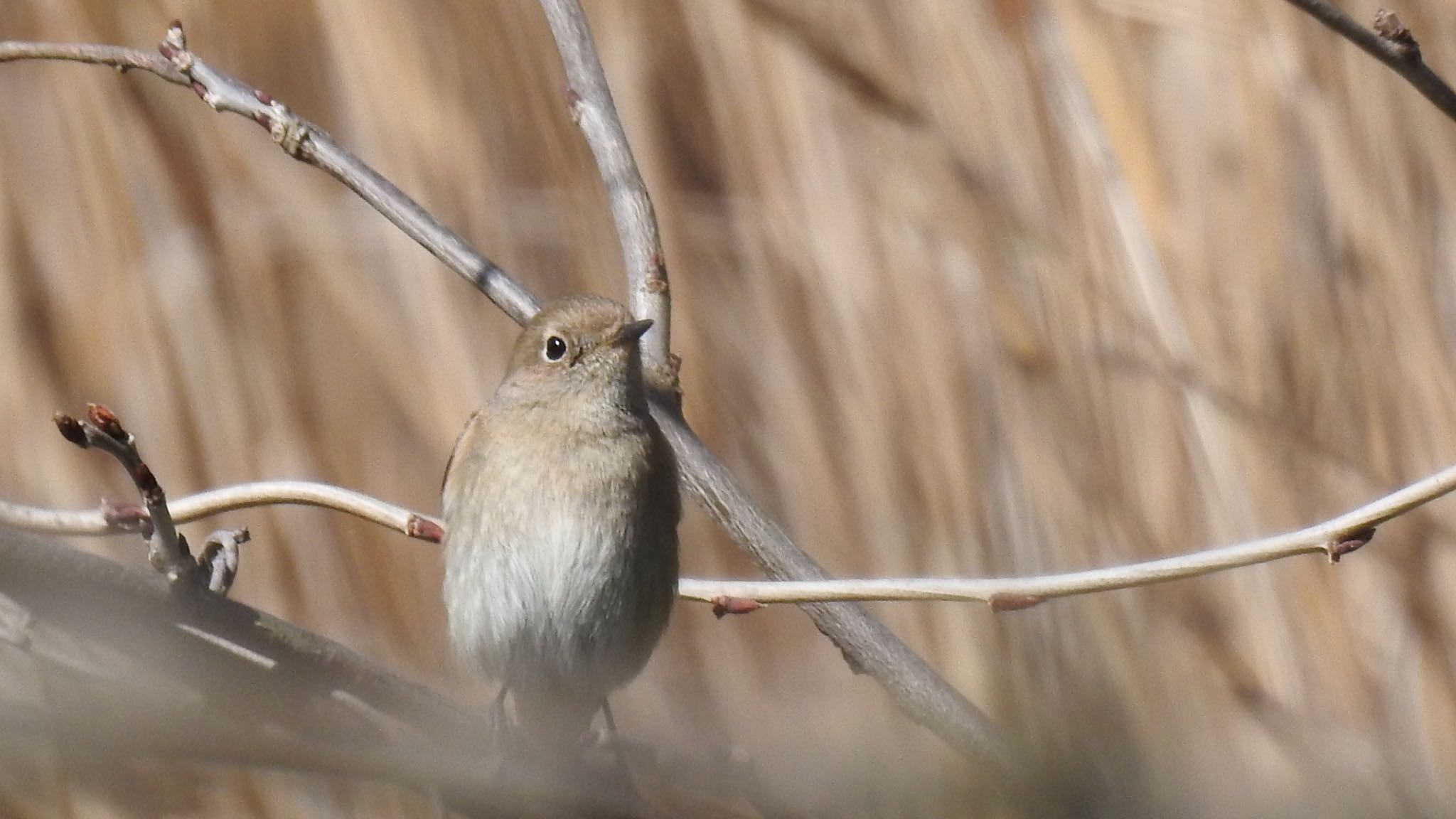 小網代の森 ジョウビタキの写真 by はひふへ4