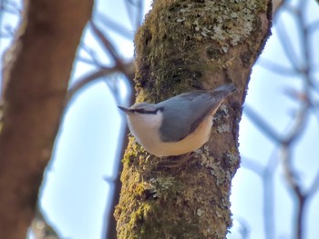 ゴジュウカラ SUBARUふれあいの森 赤城 2023年3月12日(日)