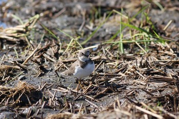 2011年9月23日(金) 五主海岸の野鳥観察記録