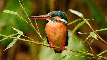 Common Kingfisher 東京都多摩地区 Sun, 3/5/2023