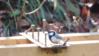 Japanese Tit Kodomo Shizen Park Sun, 3/19/2023