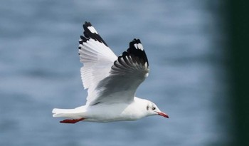 Brown-headed Gull Unknown Spots Unknown Date