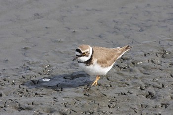 2011年3月18日(金) 五主海岸の野鳥観察記録