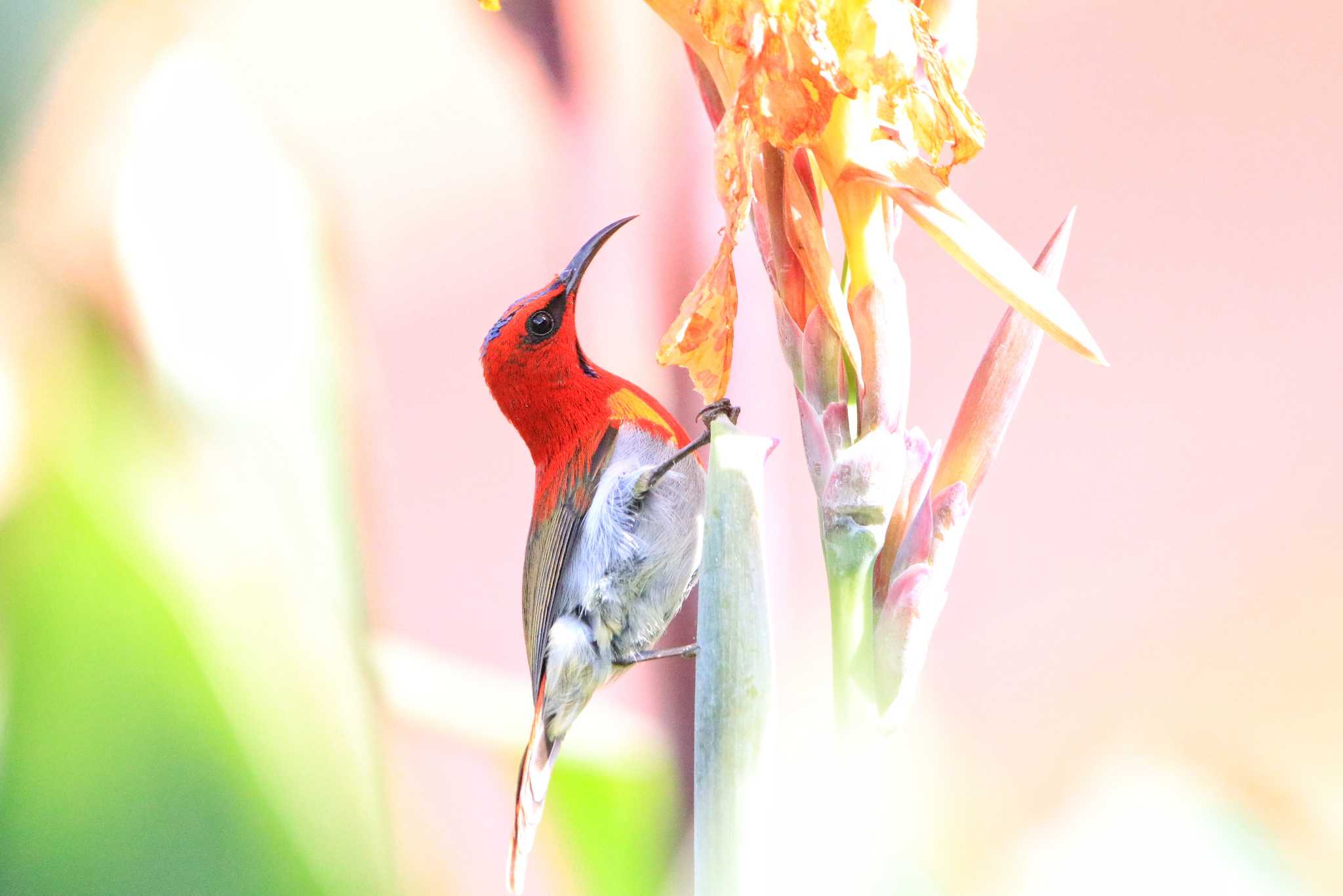 Photo of Temminck's Sunbird at Kinabaru park by とみやん