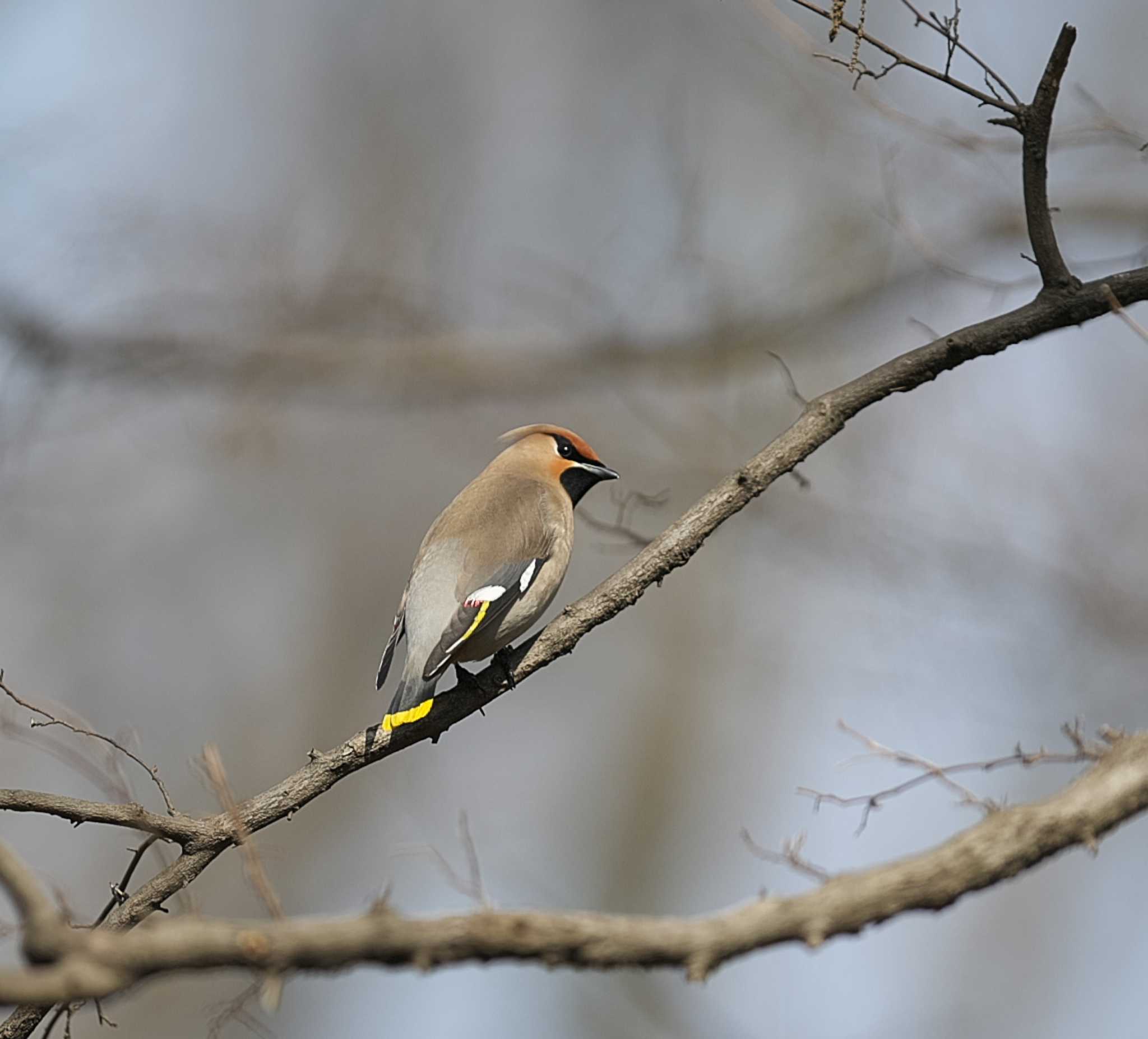 Photo of Bohemian Waxwing at 東京都多摩地域 by アカウント3953