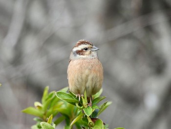 Meadow Bunting 隠岐(島根県) Tue, 3/14/2023