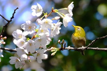 Warbling White-eye 東京都品川区 Sun, 3/19/2023