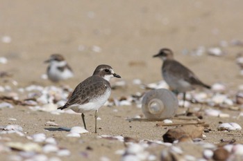 Siberian Sand Plover 安濃川河口 Fri, 11/4/2011