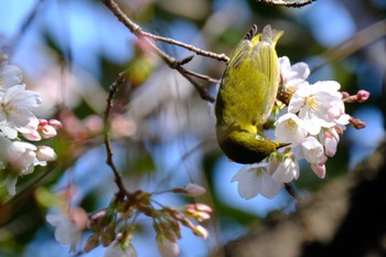 Warbling White-eye 東京都品川区 Sun, 3/19/2023