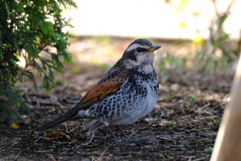 Dusky Thrush 東京都品川区 Sun, 3/19/2023