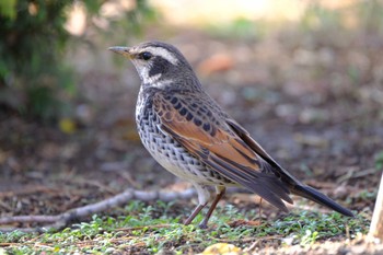 Dusky Thrush 東京都品川区 Sun, 3/19/2023