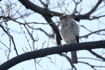 Japanese Sparrowhawk 東京都品川区 Sun, 3/19/2023