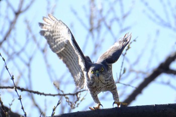 Japanese Sparrowhawk 東京都品川区 Sun, 3/19/2023