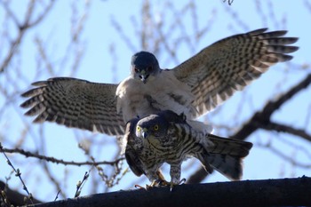 Japanese Sparrowhawk 東京都品川区 Sun, 3/19/2023