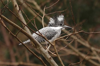 Sat, 3/18/2023 Birding report at 南アルプス邑野鳥公園