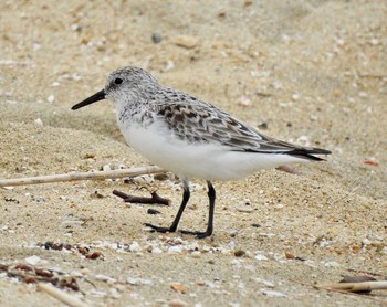 Sanderling 兵庫県芦屋市 Wed, 5/9/2018