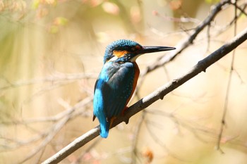 Common Kingfisher じゅん菜池緑地(千葉県) Sun, 3/19/2023