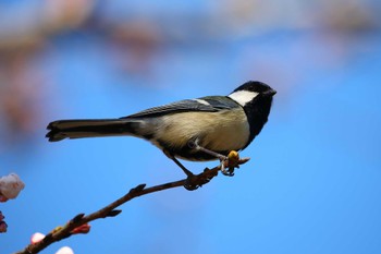 Japanese Tit じゅん菜池緑地(千葉県) Sun, 3/19/2023