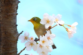 Warbling White-eye じゅん菜池緑地(千葉県) Sun, 3/19/2023