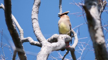 2023年3月19日(日) 大阪城公園の野鳥観察記録