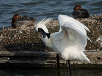 ヘラサギ 米子水鳥公園 2023年3月11日(土)