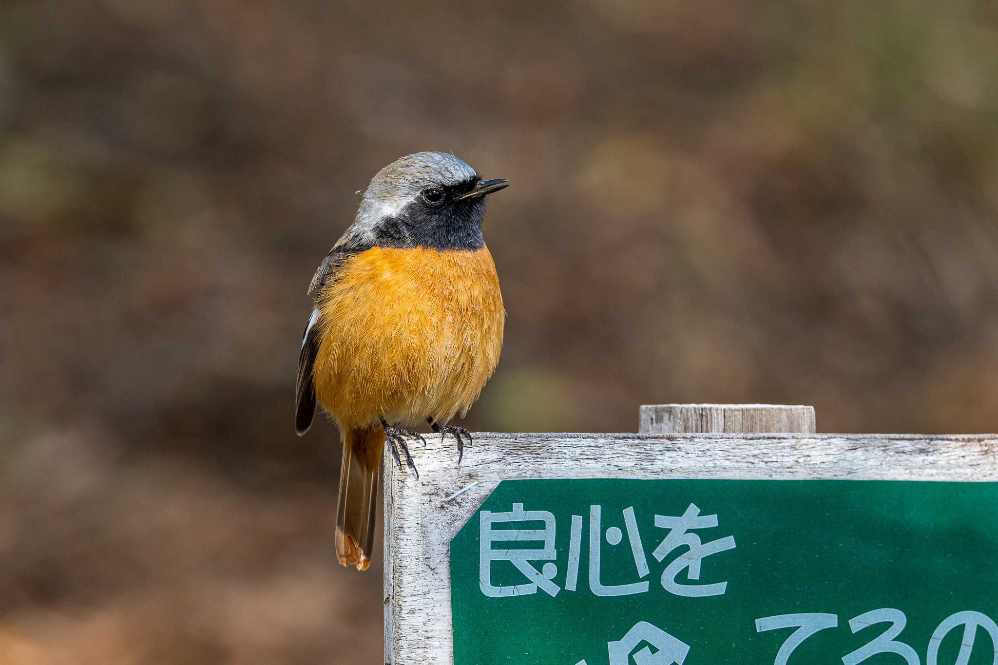 なんかお疲れ？ by Tosh@Bird