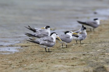 Greater Crested Tern Green Island(Cairns) Mon, 5/7/2018