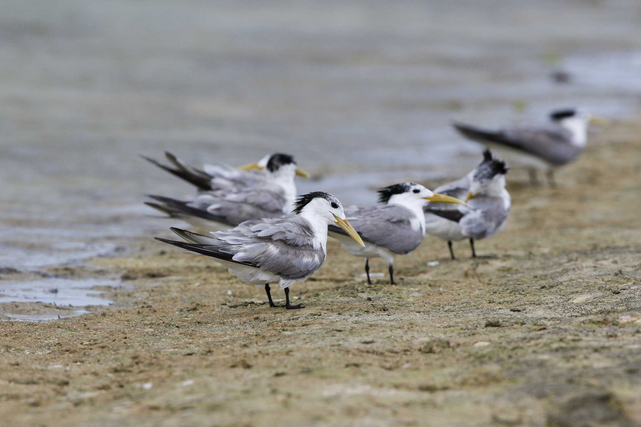 Greater Crested Tern