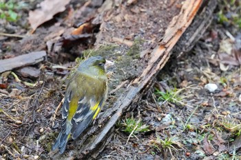 Grey-capped Greenfinch 西湖野鳥の森公園 Sat, 3/18/2023