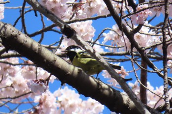 2023年3月19日(日) 都内の野鳥観察記録