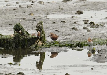 Sat, 5/12/2018 Birding report at Yatsu-higata