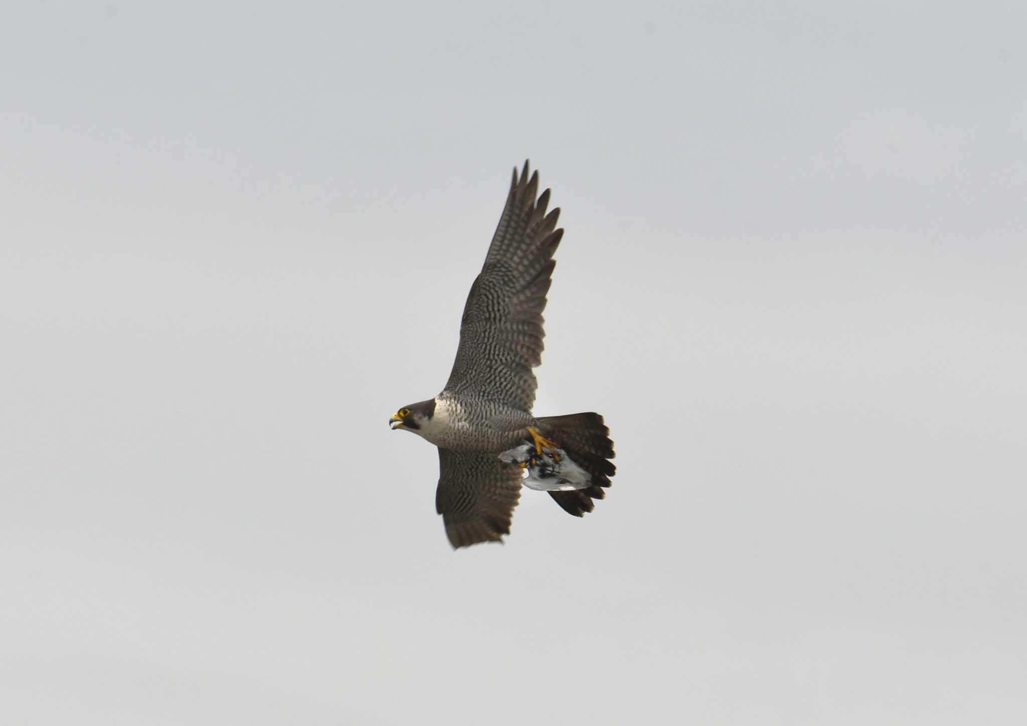 Peregrine Falcon