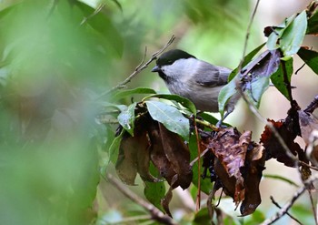 コガラ 西湖野鳥の森公園 2023年3月19日(日)