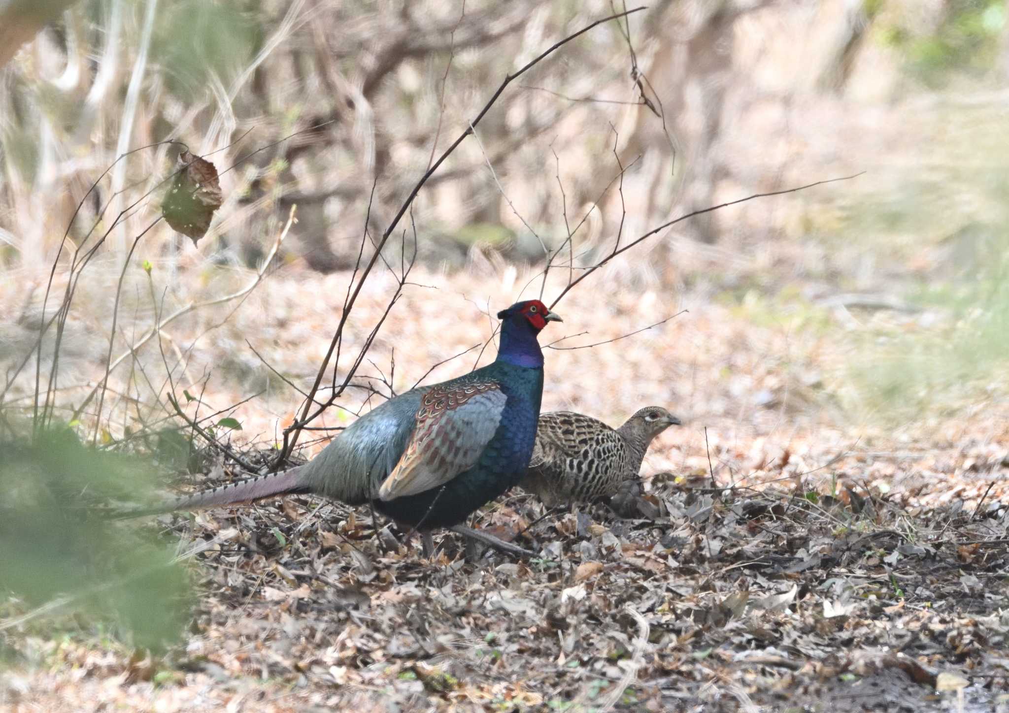 Photo of Green Pheasant at 農村公園(富士吉田市) by 塩コンブ