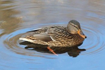 マガモ 夙川河川敷緑地(夙川公園) 2023年1月12日(木)