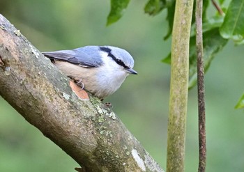 ゴジュウカラ 西湖野鳥の森公園 2023年3月19日(日)