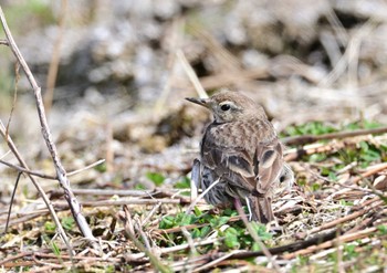 Sun, 3/19/2023 Birding report at 農村公園(富士吉田市)