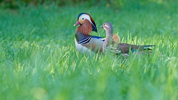 Mandarin Duck 弘前公園(弘前城) Thu, 4/26/2018