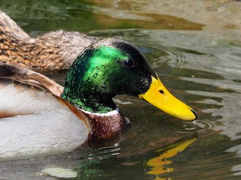 マガモ 神奈川県立相模原公園 2023年3月19日(日)