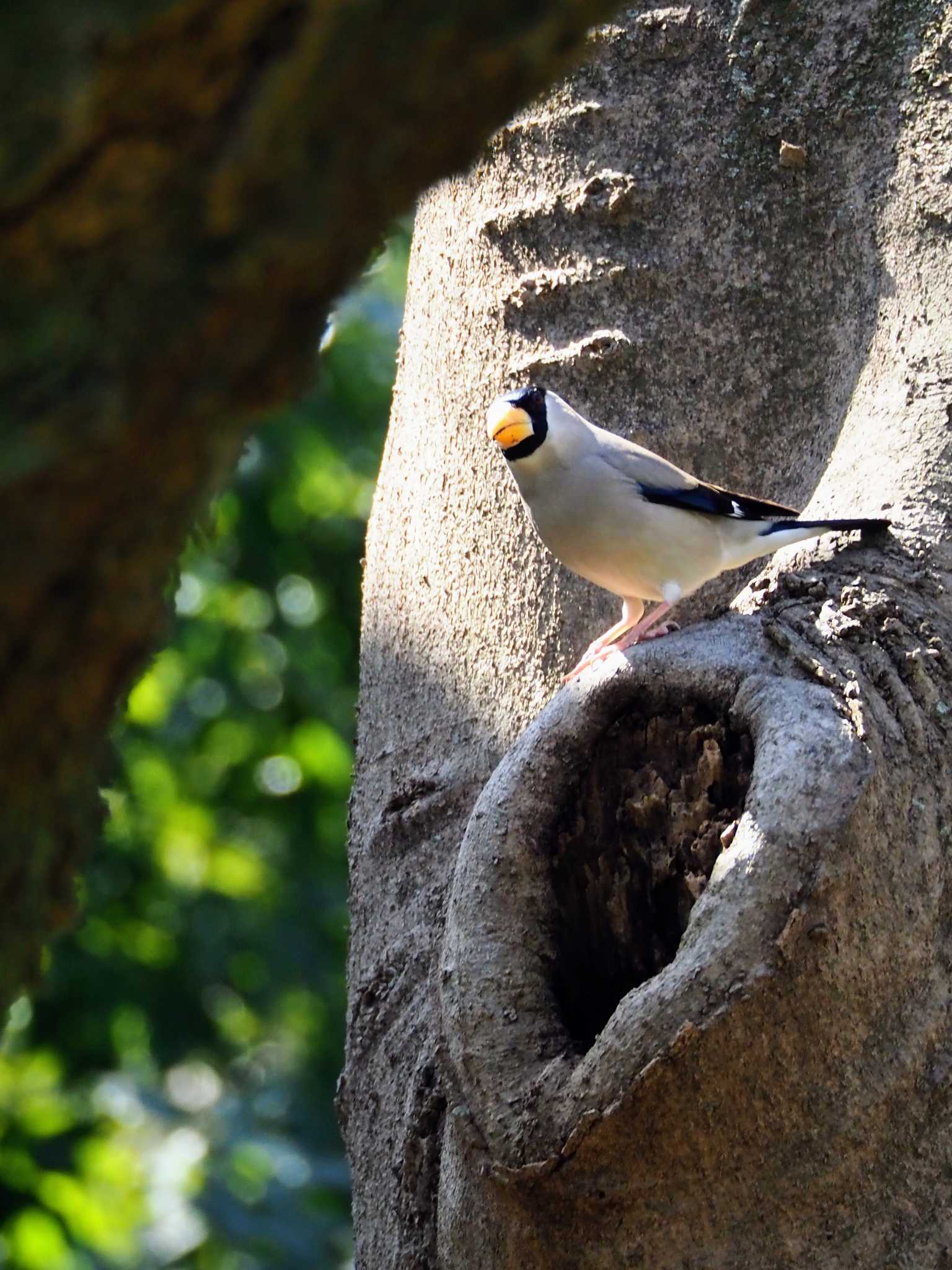 Japanese Grosbeak