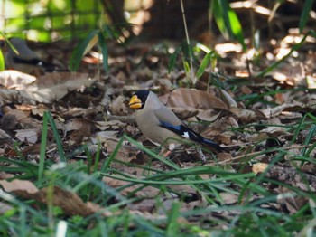 Japanese Grosbeak 神奈川県立相模原公園 Sun, 3/19/2023