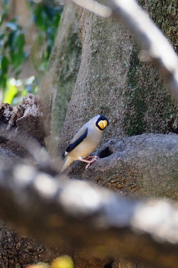 Japanese Grosbeak 神奈川県立相模原公園 Sun, 3/19/2023