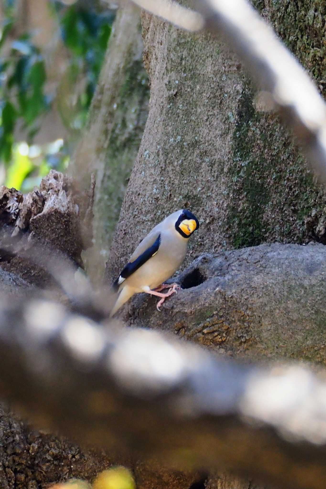 Photo of Japanese Grosbeak at 神奈川県立相模原公園 by とろろ