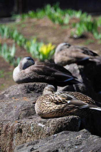 Mallard 神奈川県立相模原公園 Sun, 3/19/2023