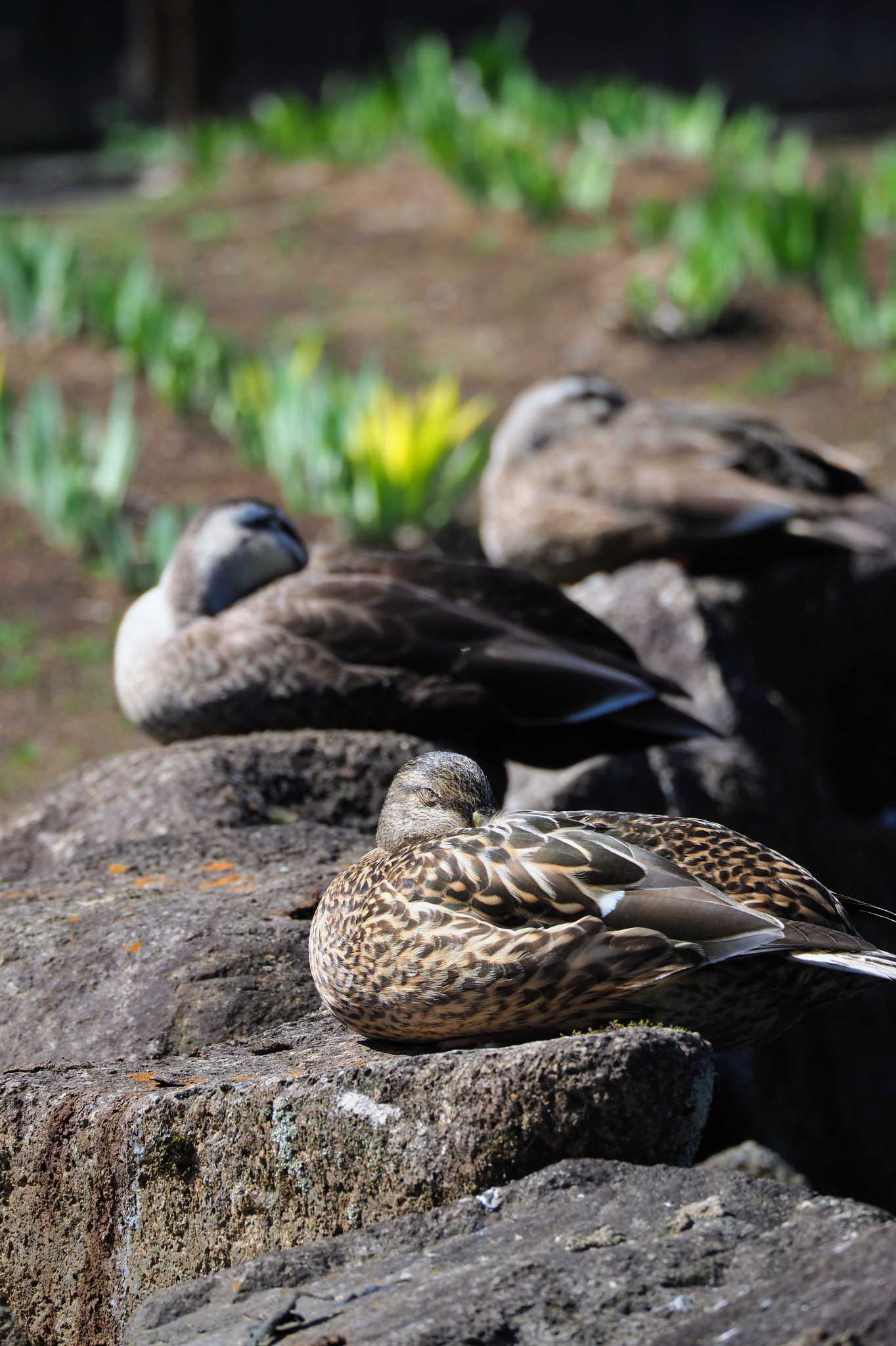 神奈川県立相模原公園 マガモの写真