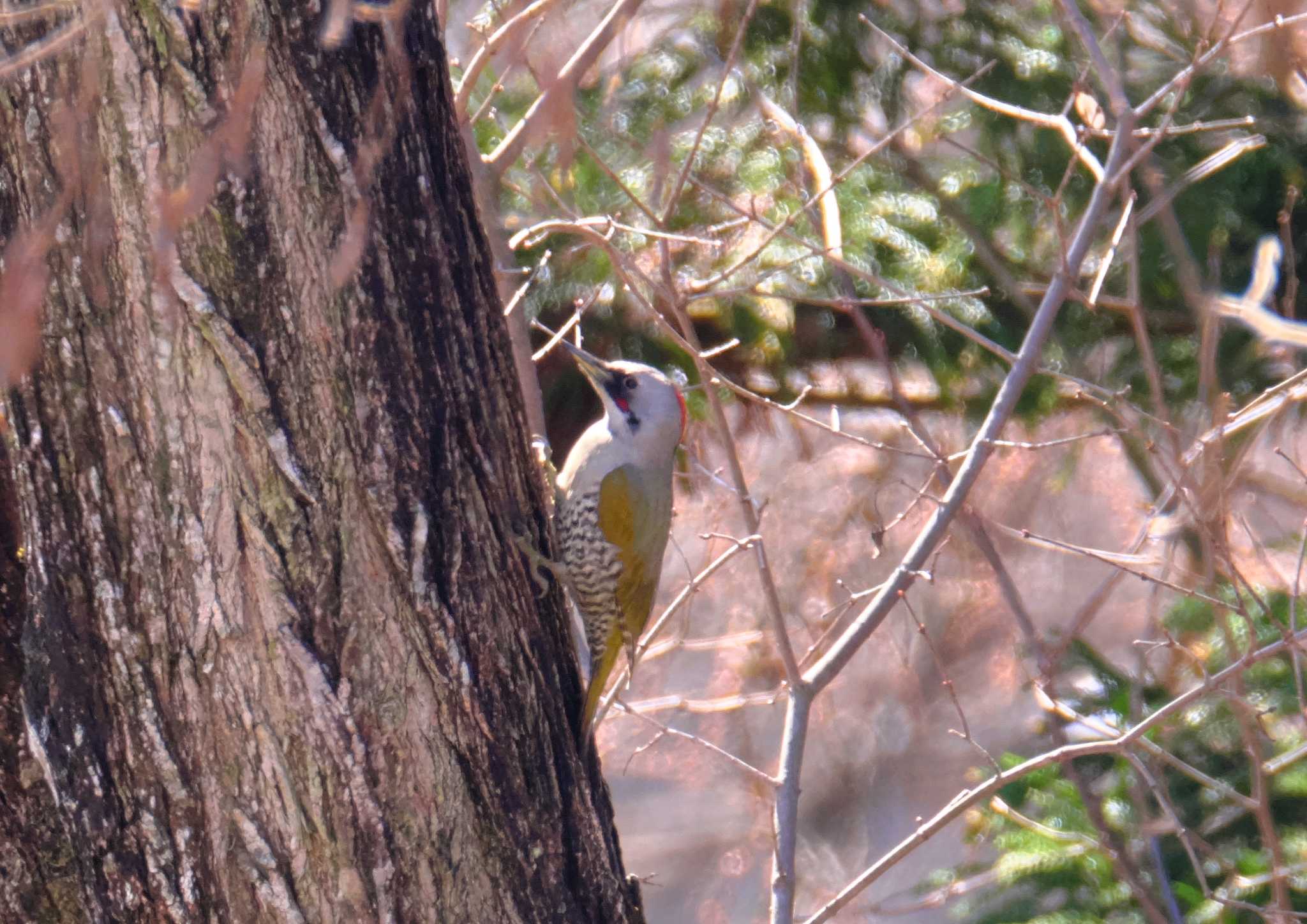 春の公園にて①