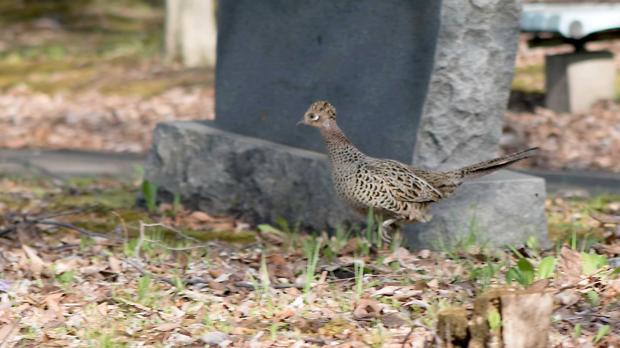 Photo of Green Pheasant at 八戶公園 by Ken Cheung